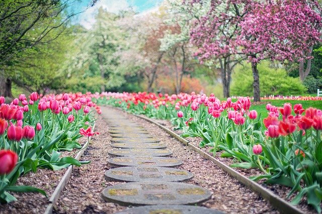 cesta mezi záhony tulipánů