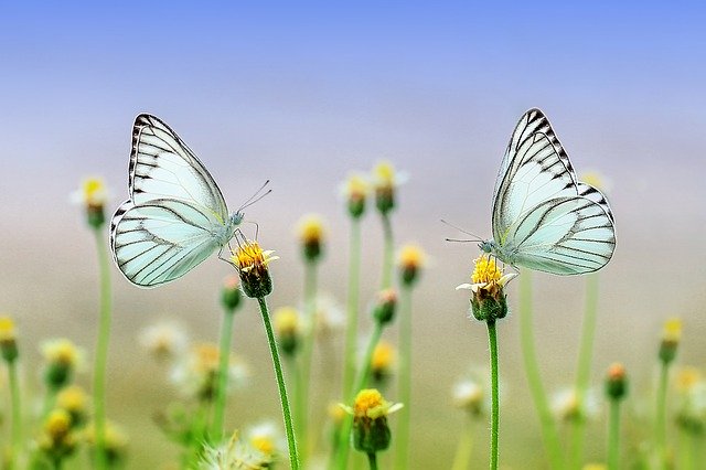 dva motýli na květinách