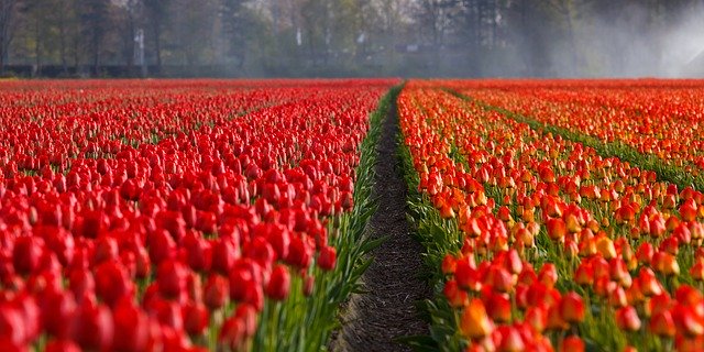 pole tulipánů